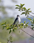 Eastern Kingbird 8350